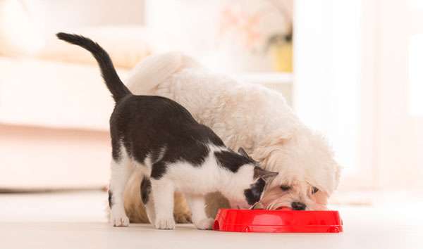 Perro y gato comiendo junto