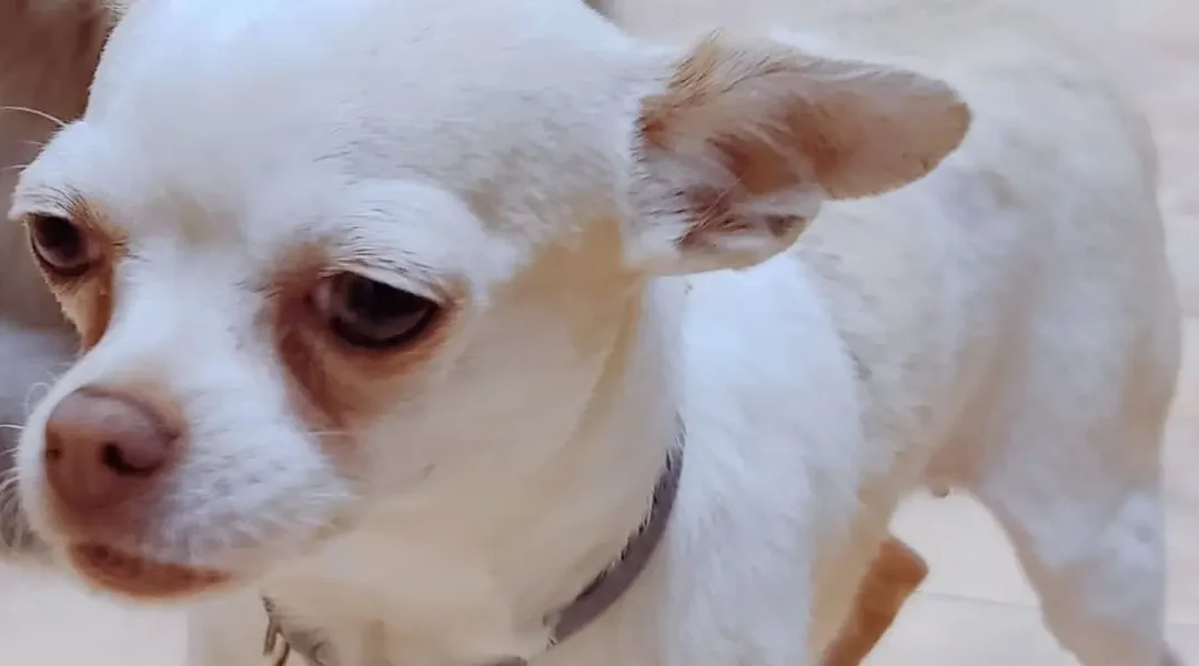 Nuevo miembro de Tu Mascota Natural