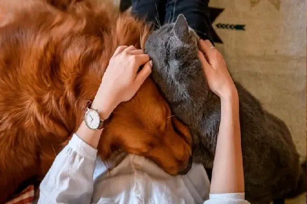 Manos acariciando perro y gato