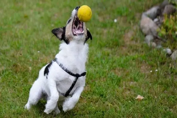 perro jugando con pelota