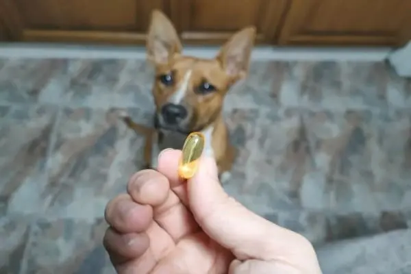 Perro tomando OmegaVet D. Suplemento fisiologico con omega y vitamina D.